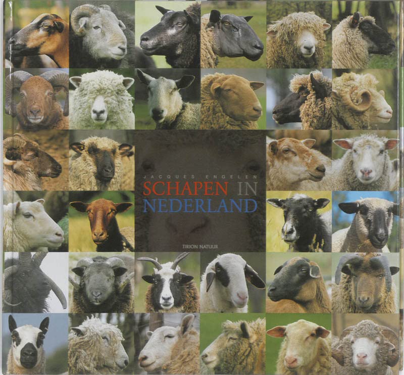 Schapen in Nederland (Hardcover)
