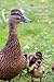 Beatrix Potter Stories in U...