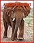 African Elephant: Super Fun...