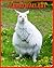Albino Wallaby: Super Fun F...