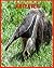 Anteater: Super Fun Facts A...
