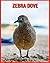 Zebra Dove: Super Fun Facts...