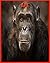 Ape: Super Fun Facts And Am...