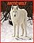 Arctic wolf: Super Fun Fact...