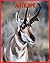 Antilope: Informations Très...