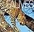 Fauves d'afrique