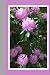 Floral Dreams Journal: Rela...