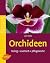 Orchideen: Farbig, exotisch, pflegeleicht