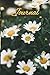 Daisy Journal and Notebook:...