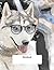 Notebook: Husky Dog with Gl...