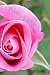 Practice Gratitude: A Lovel...