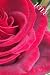 Rose Journal: A place to le...