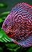 Discus Fish: 5x8 inches - 1...