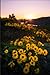 Sunflower Sunset Diary: Per...