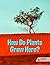 How Do Plants Grow Here?