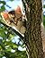 Kitten in tree Notebook