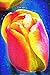Fauvist Tulip Journal: Flow...