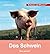 Das Schwein: Schauen und Wissen!