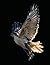 Hawk Composition Notebook: ...