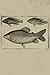 Journal With Fish Diagram