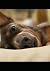 Dog Journal 7x10