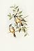 Birds Nature Notebook by J Prince