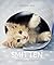 Smitten: A Kitten's Guide to Happiness