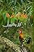 Chalaak Murgha: (Kids Novel...