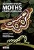 Southern African Moths and their Caterpillars by Hermann Staude
