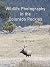 Wildlife Photography in the Colorado Rockies by Steven Krull