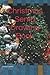 Christmas Senta Drawing Book