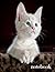 notebook: Kitten