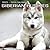Photography Of Siberian Huskies by Andy Bender