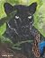 The Panther and the Morpho
