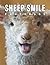A Photo Book Of Sheep Smile...