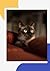 The cats by Jak Moran