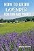 How to Grow Lavender for Fu...