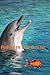 animals of the ocean: A gre...