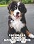The Photo Of Bernese Mounta...