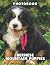 The Photo Of Bernese Mountain Puppies by Angel Woods