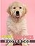 Golden Retriever Puppies Ph...