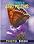 Butterfly And Moths Photo B...