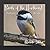 Birds of the Northeast Pict...