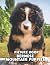 The Picture Book Of Bernese Mountain Puppies by Angel Woods