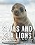 Picture Of Seals And Sea Li...