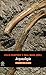 Arqueología. Conceptos clave (Spanish Edition)