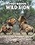The Photo Of Wild Lion by Graham Miller