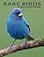 Rare Birds Photo Book: Comp...