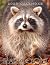 Photo Of Raccoon: Raccoon 2...