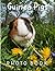Guinea Pigs Photography Boo...
